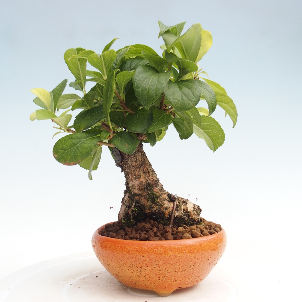 Outdoor-Bonsai - Celastrus Jesenec