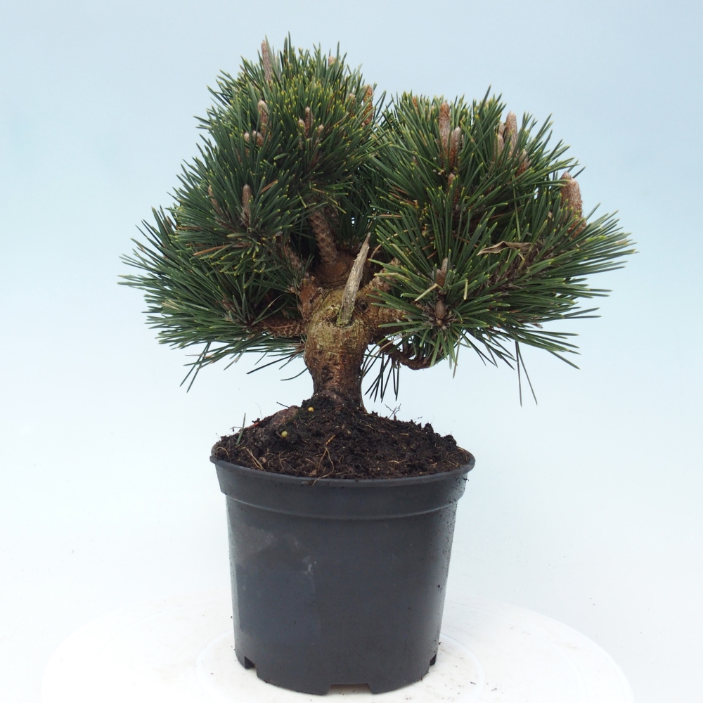 Bonsai für draußen - Pinus thunbergii senjyumaru - Thunberg-Kiefer