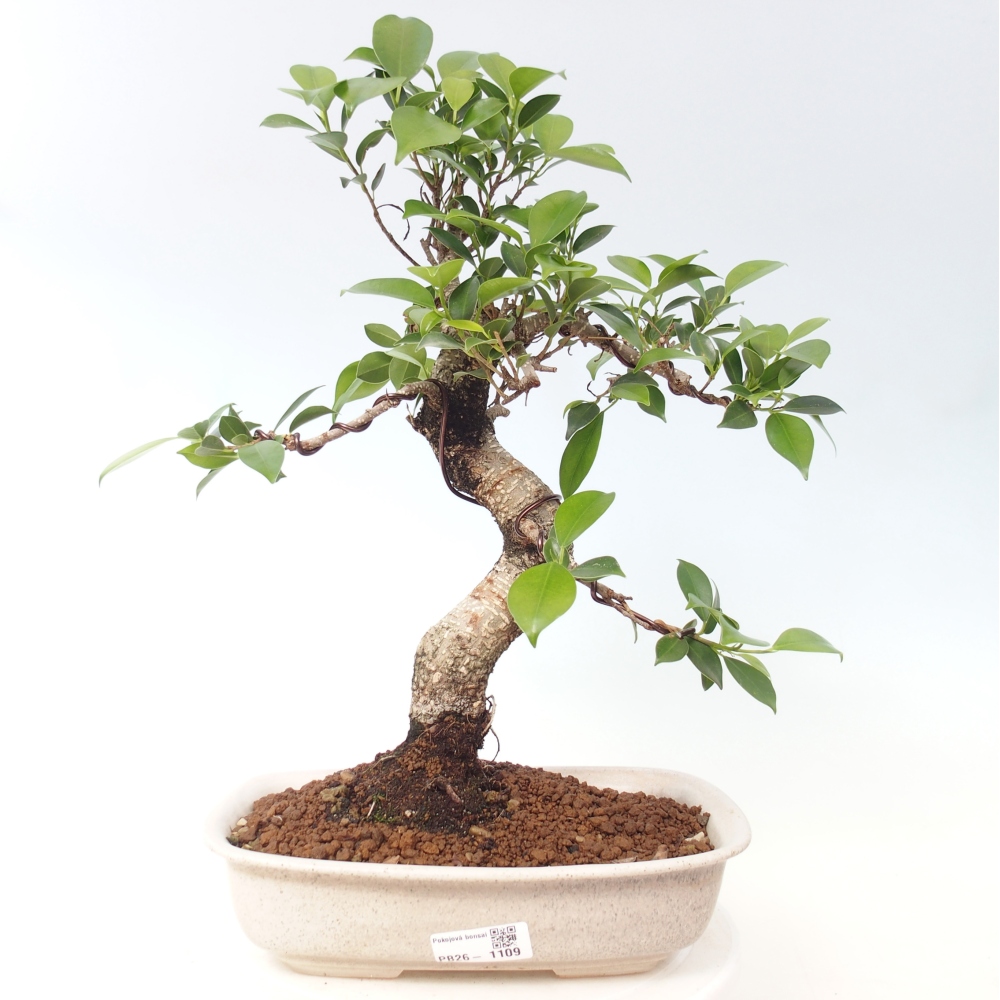 Zimmerbonsai - Ficus kimmen - Kleinblättriger Ficus