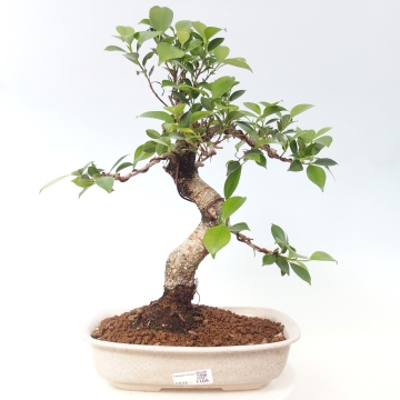 Zimmerbonsai - Ficus kimmen - Kleinblttriger Ficus - e-bonsai.de