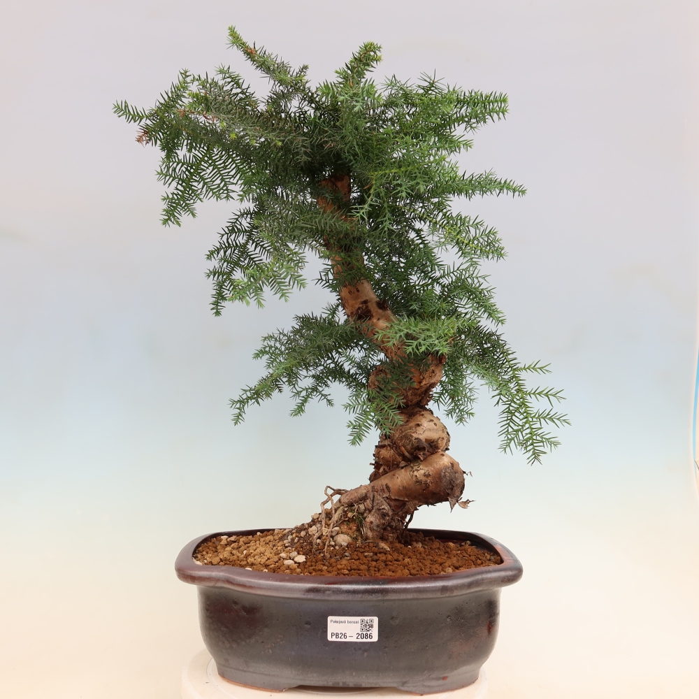 Zimmer Bonsai - Araucaria - Zimmer Fichte