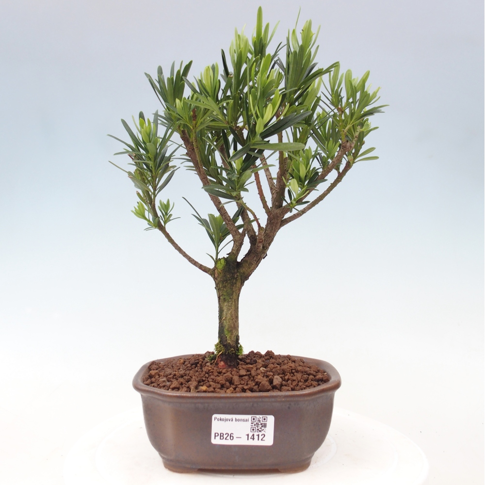 Zimmerbonsai - Podocarpus - Stein-Eibe