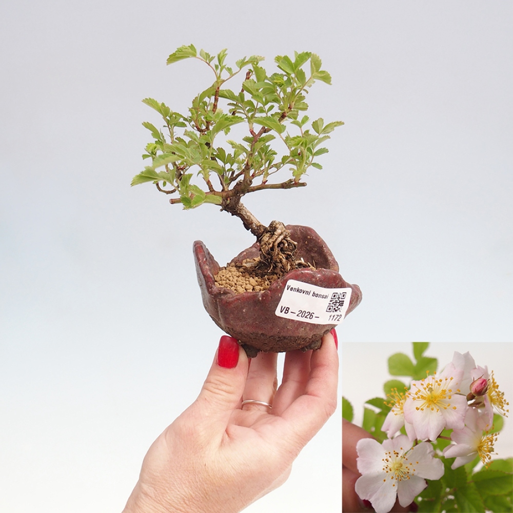 Bonsai für draußen - Rosa sp. - kleinblütige Rose