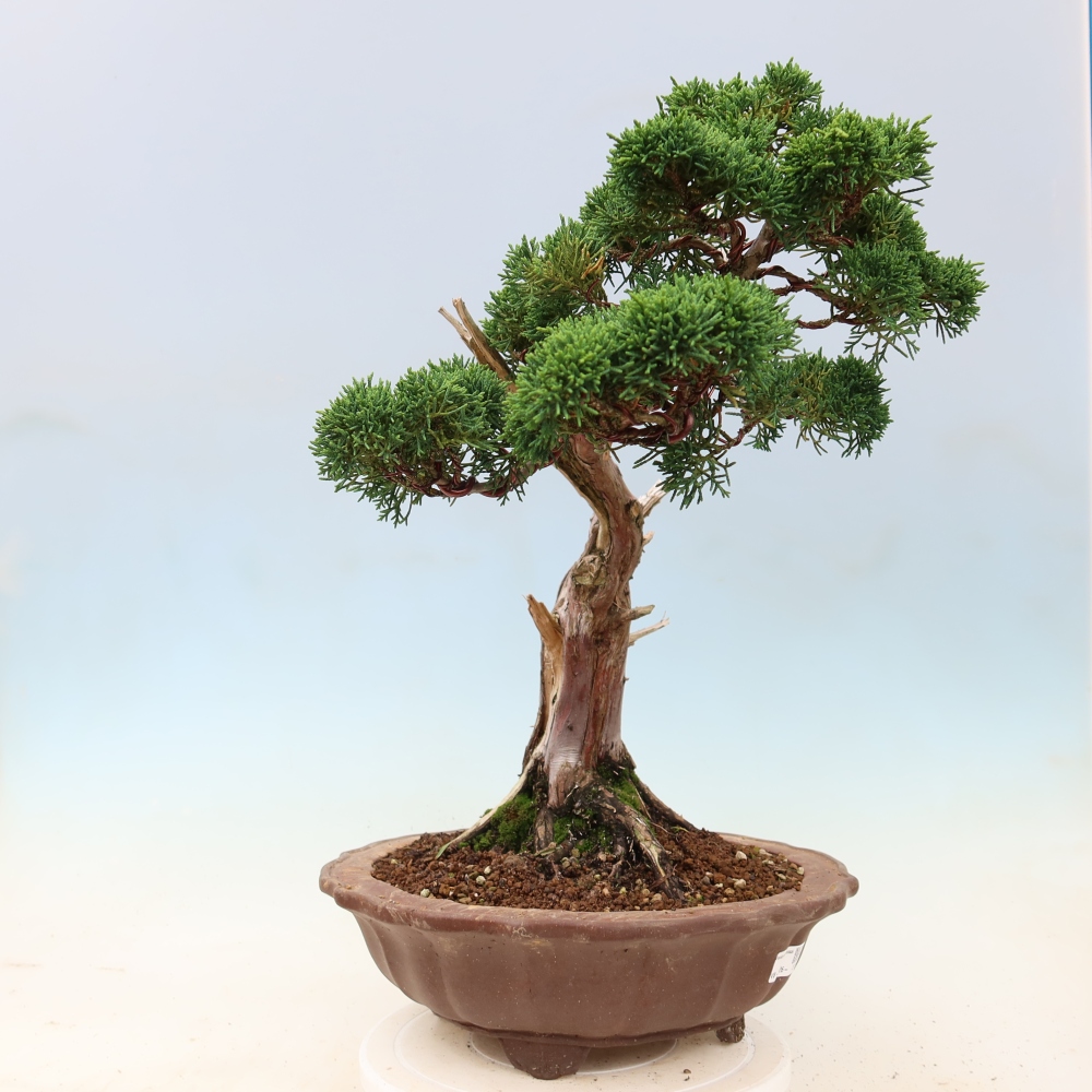 Bonsai für draußen - Juniperus chinensis Kishu