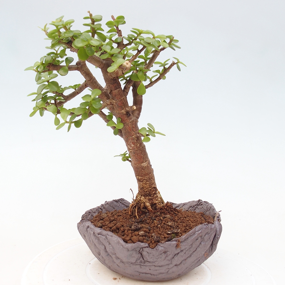 Zimmer Bonsai - Portulakaria Afra - Tlustice
