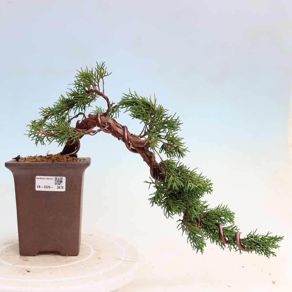 Bonsai für draußen - Juniperus chinensis Kishu