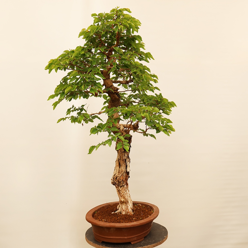 Bonsai im Freien - Carpinus Coreana - Koreanische Hainbuche