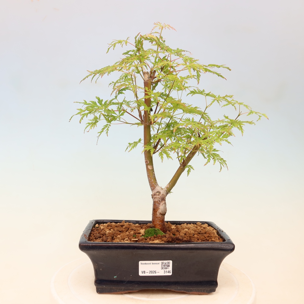 Bonsai für draußen - Acer palmatum Dissectum