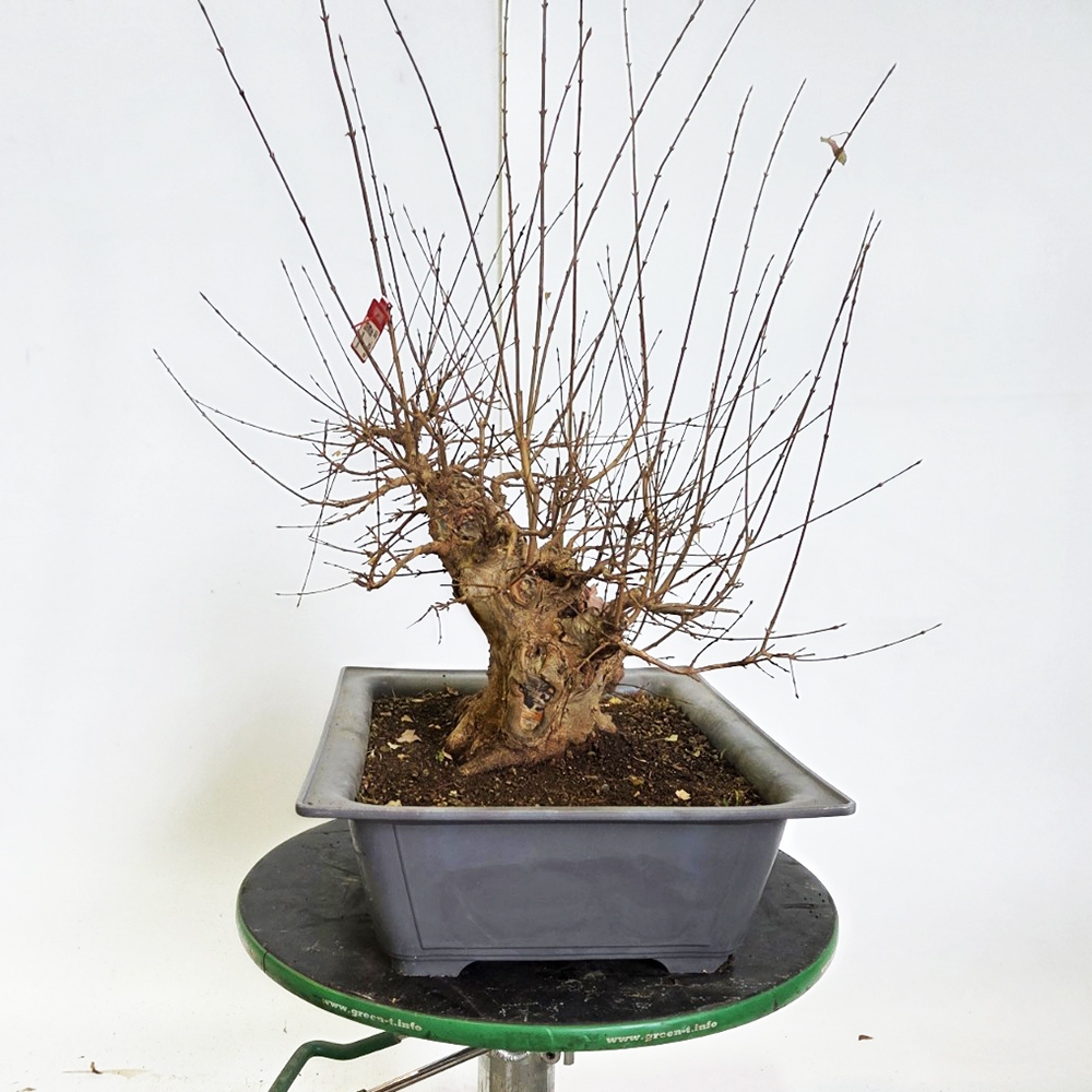 Freiland Bonsai Ahorn Burger - Acer Burgeriana
