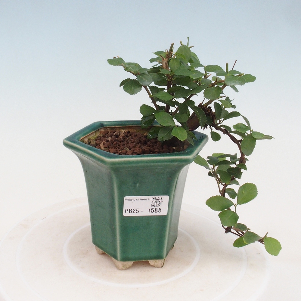 Zimmerbonsai - Grewia occidentalis - Lavendelstern