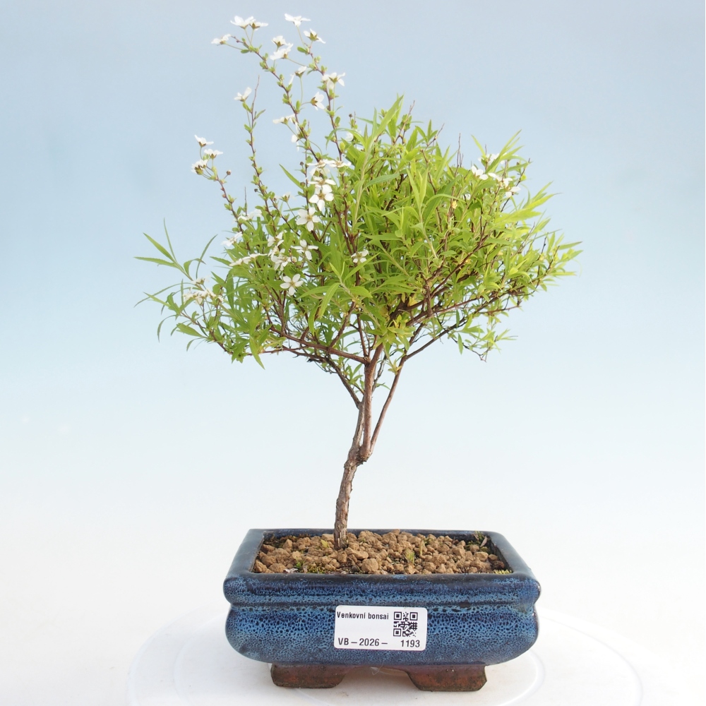 Bonsai für draußen - kleinblättriger Bergahorn - Spirea japonica