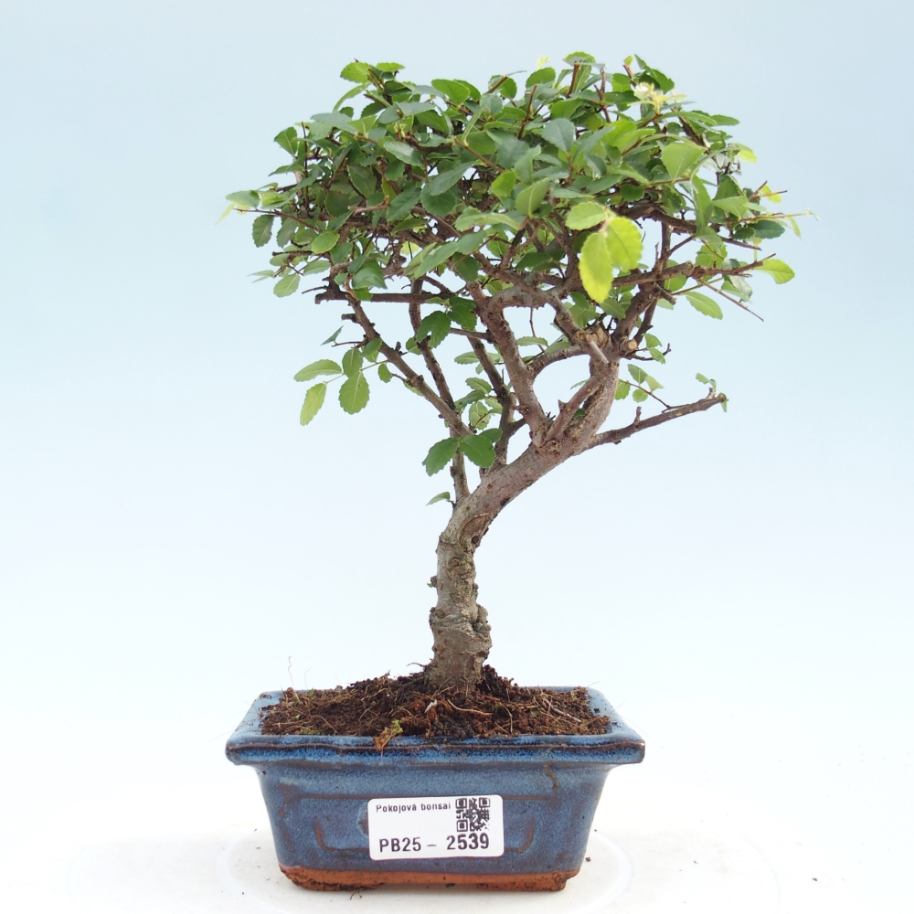 Indoor Bonsai - Ulmus parvifolia - Kleine Blattulme