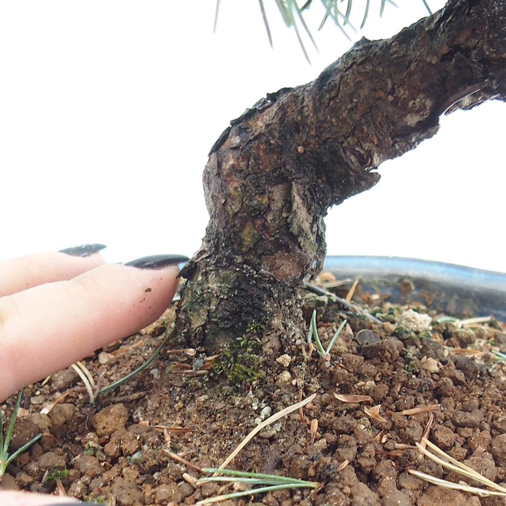 Bonsai im Freien - Pinus parviflora - kleine Kiefer