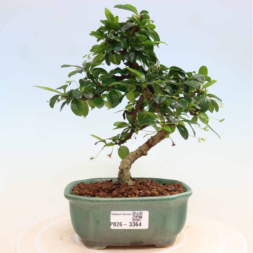 Zimmer-Bonsai - Carmona macrophylla - Tee-Fuki