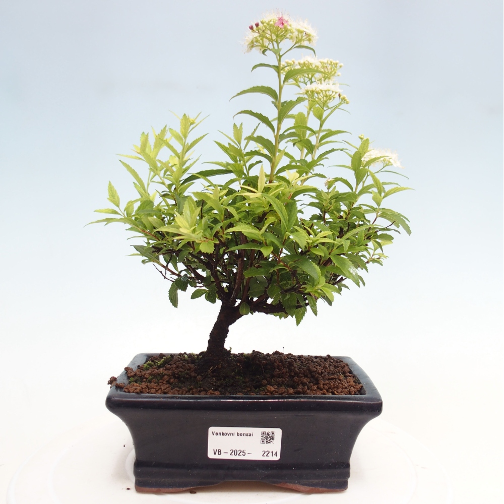Bonsai im Freien - Spirea japonica GENPSI