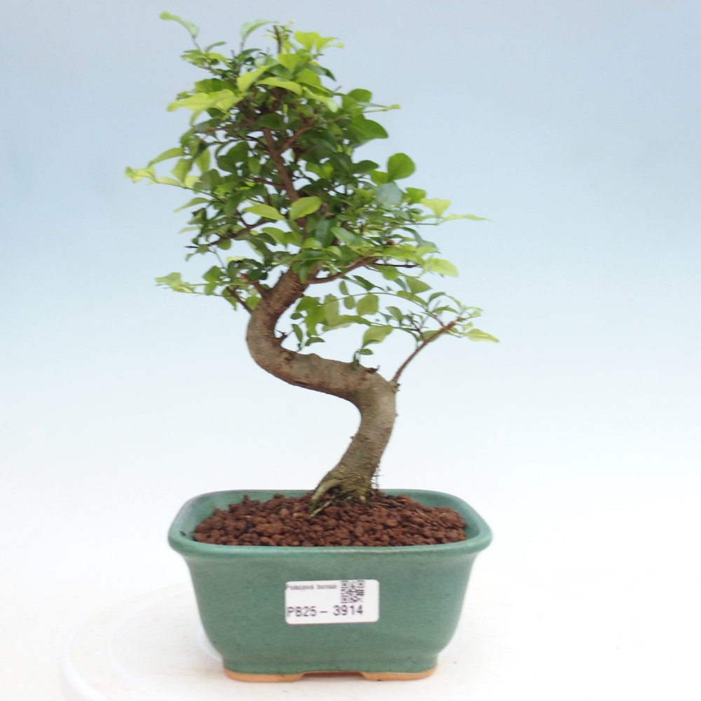 Zimmer Bonsai -Ligustrum chinensis - Vogelschnabel
