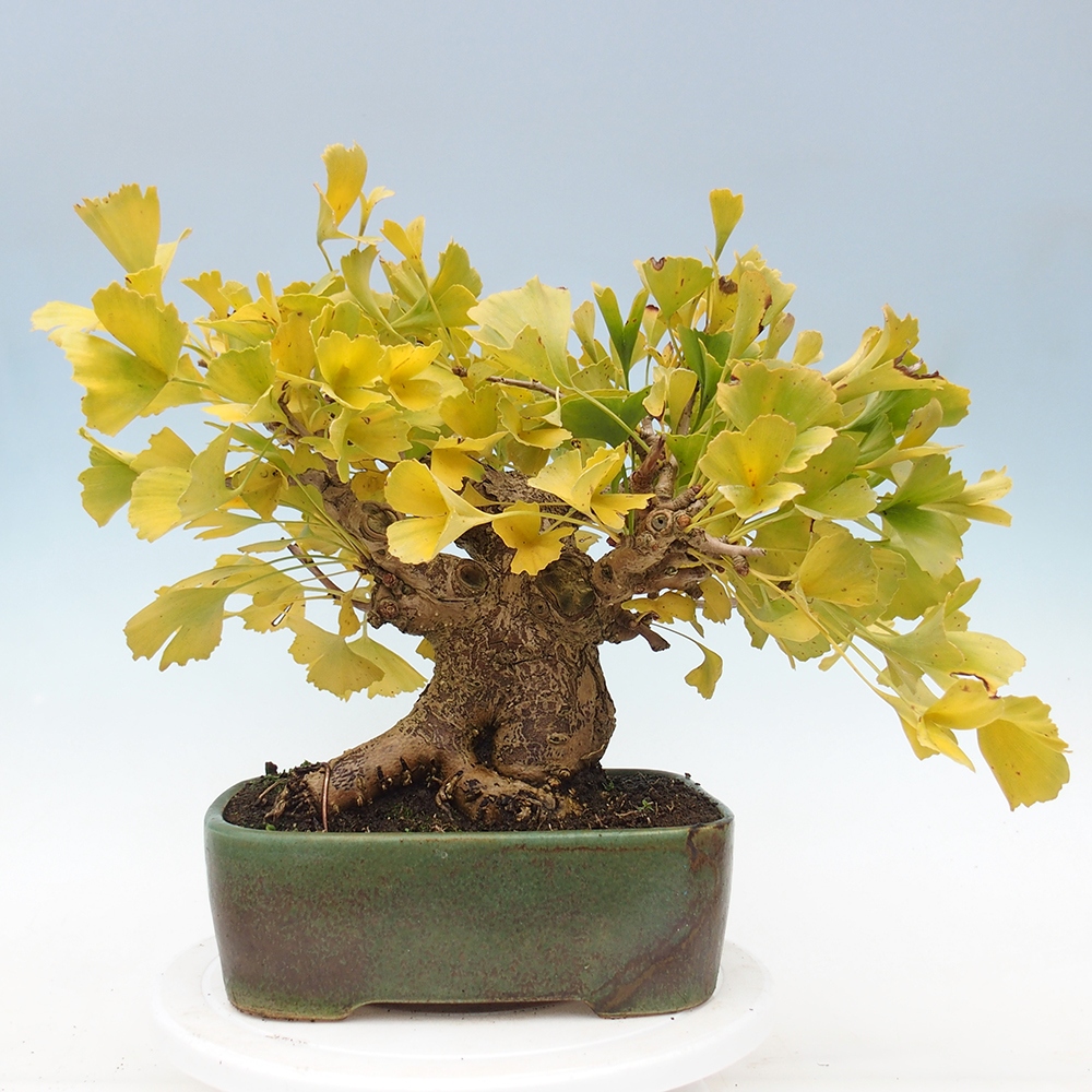 Bonsai im Freien - Ginkgo biloba