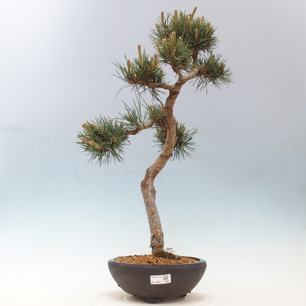 Bonsai im Freien - Pinus Sylvestris - Waldkiefer