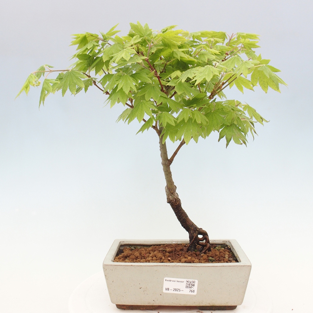 Bonsai im Freien - Ahorn palmatum katsura GISAN - Ahorn palmat