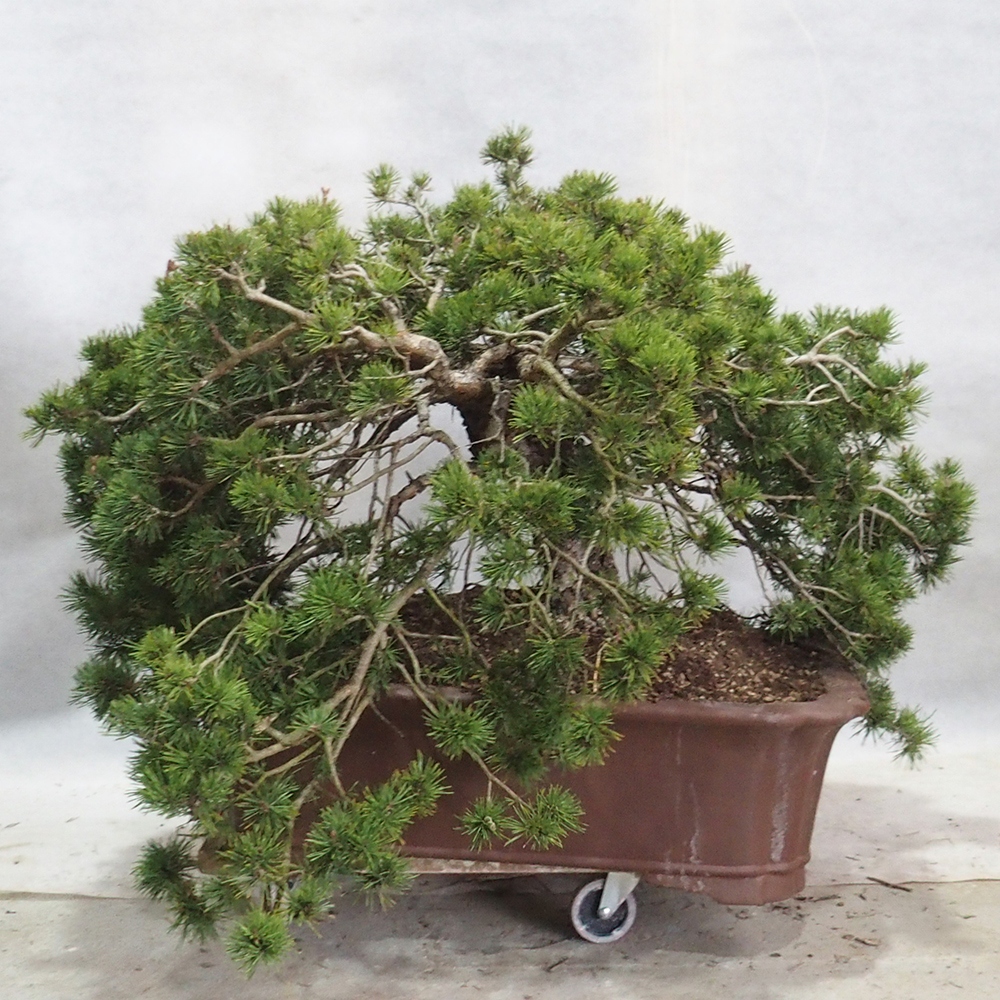 Yamadori - Pinus sylvestris 