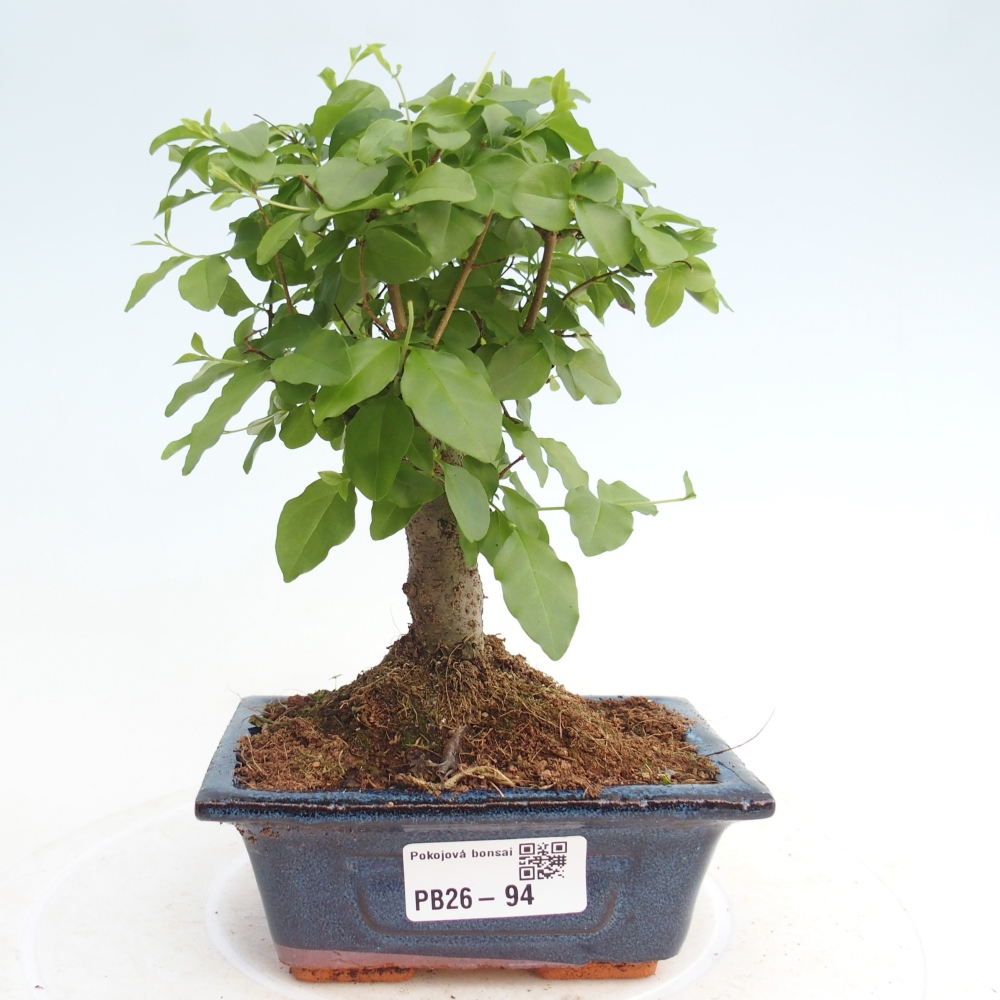 Zimmer Bonsai -Ligustrum chinensis - Vogelschnabel
