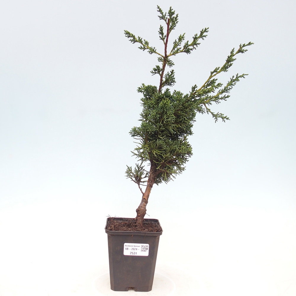 Outdoor-Bonsai - Juniperus chinensis Kishu - Chinesischer Wacholder