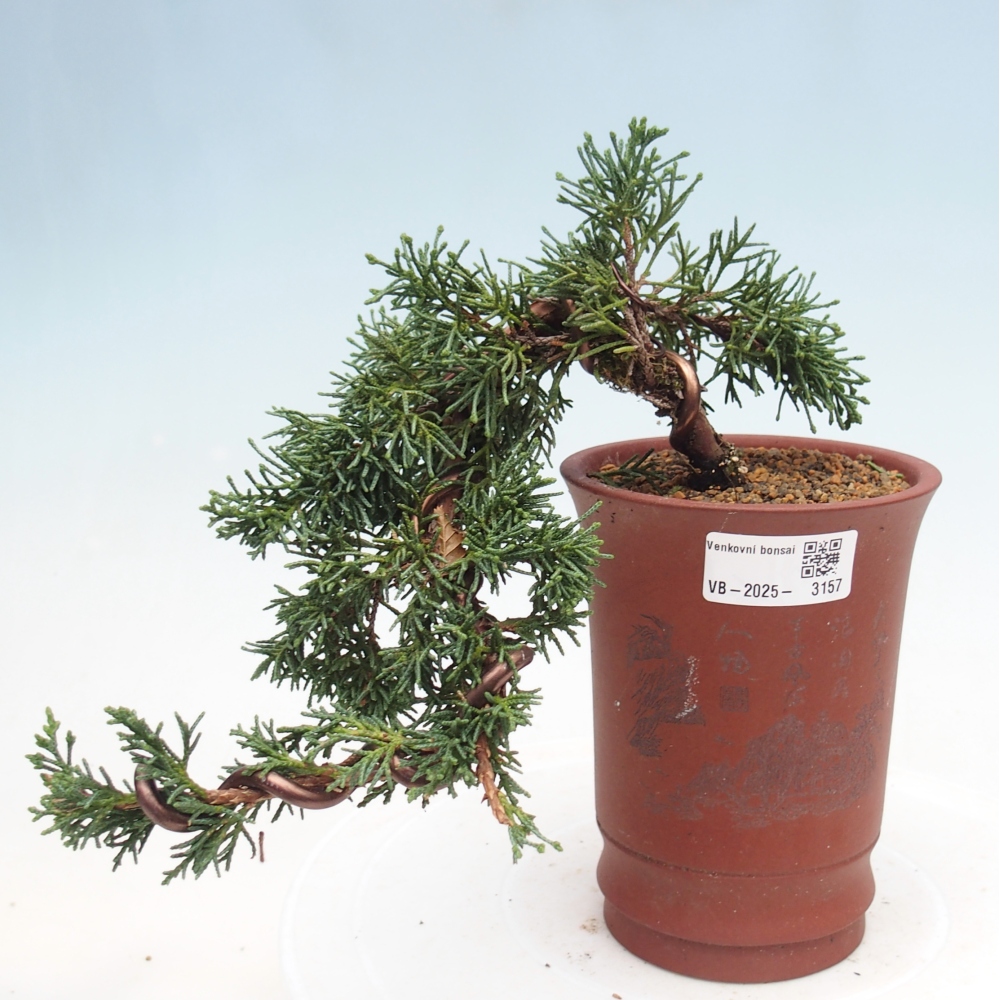 Bonsai im Freien - Juniperus chinensis Kishu - Chinesischer Wacholder