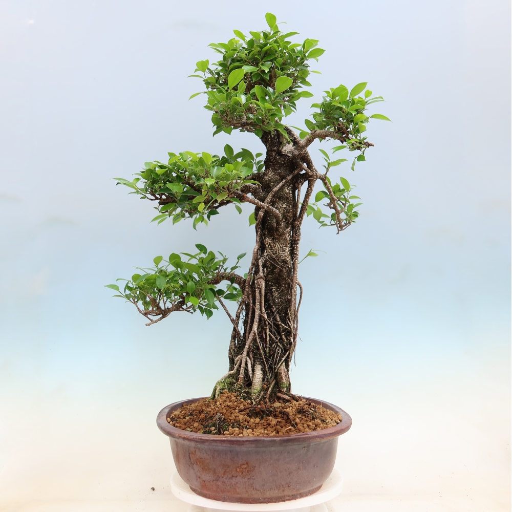 Zimmerbonsai - Ficus kimmen - Kleinblättriger Ficus