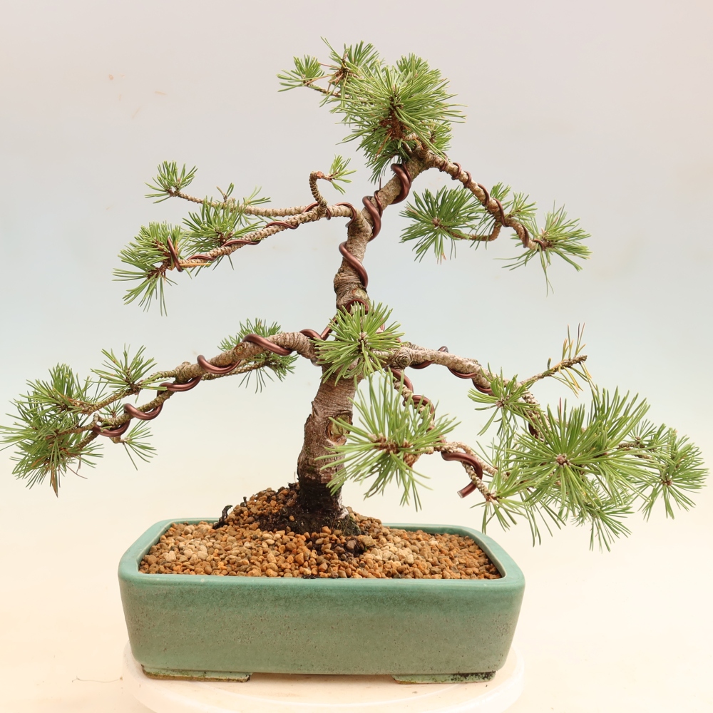 Bonsai für den Außenbereich – Pinus mugo Humpy – Zwergkiefer