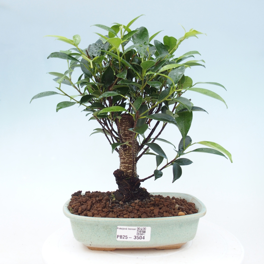 Zimmerbonsai - Ficus retusa - Kleinblättriger Ficus