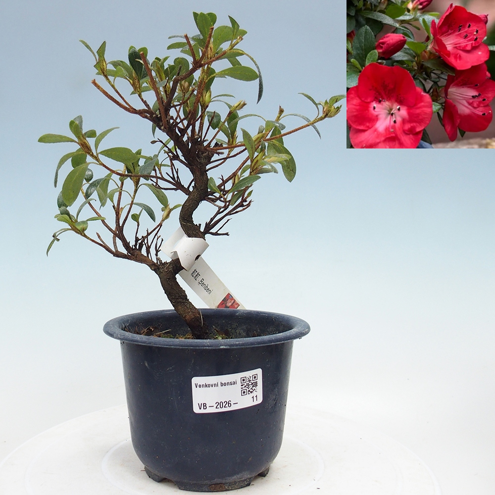 Bonsai für draußen - Japanische Azalee - Azalea Benibeni