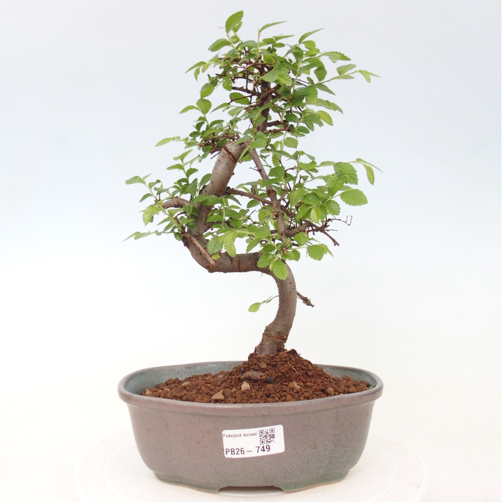 Zimmerbonsai - Ulmus parvifolia - Kleinblättrige Ulme