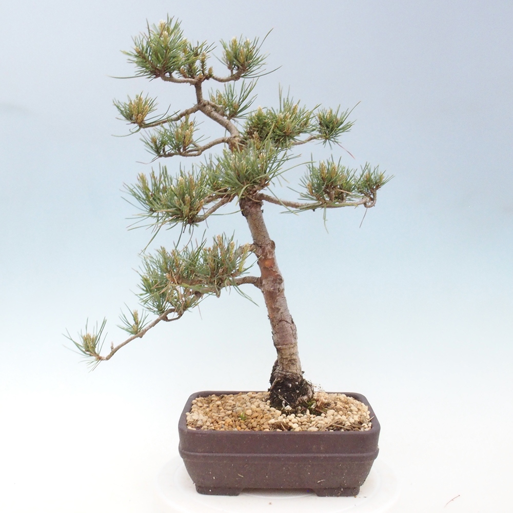 Bonsai im Freien - Pinus Sylvestris - Waldkiefer