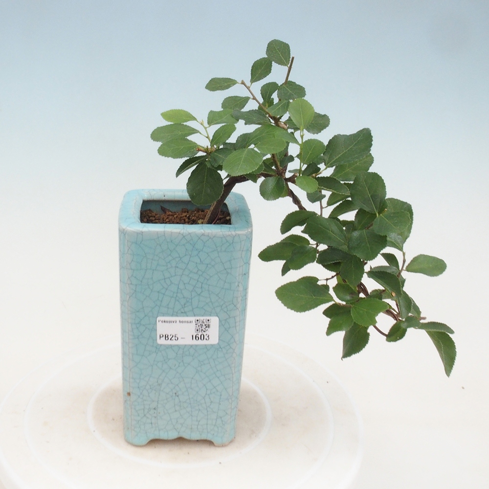 Zimmerbonsai - Grewia occidentalis - Lavendelstern