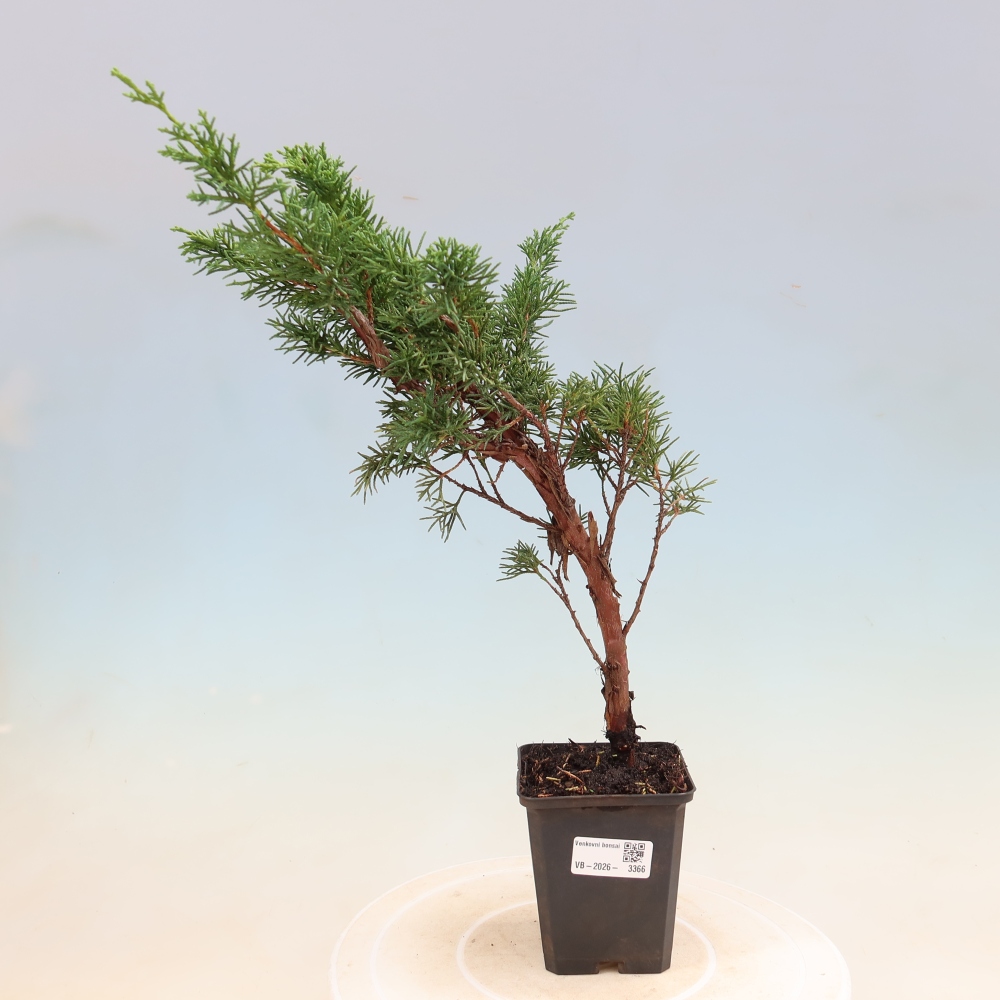 Bonsai für draußen - Juniperus chinensis Kishu