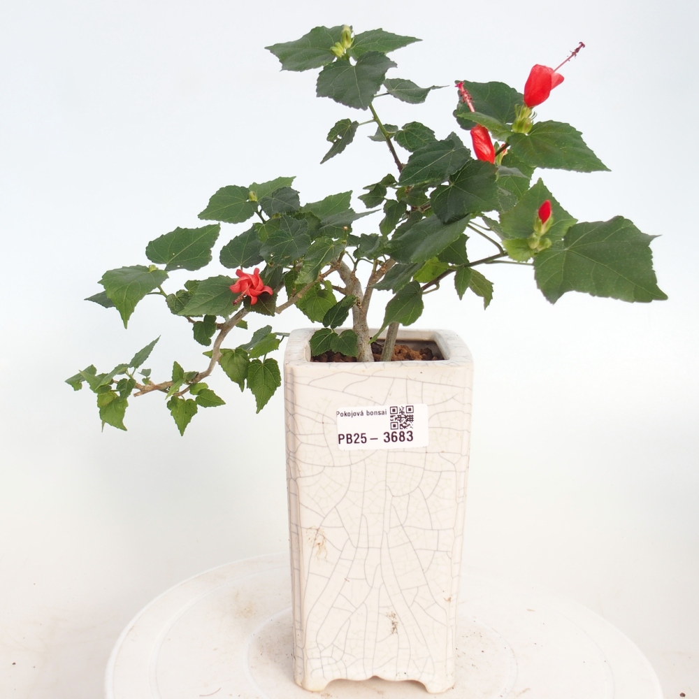 Zimmerbonsai - Malvaviscus arboreus