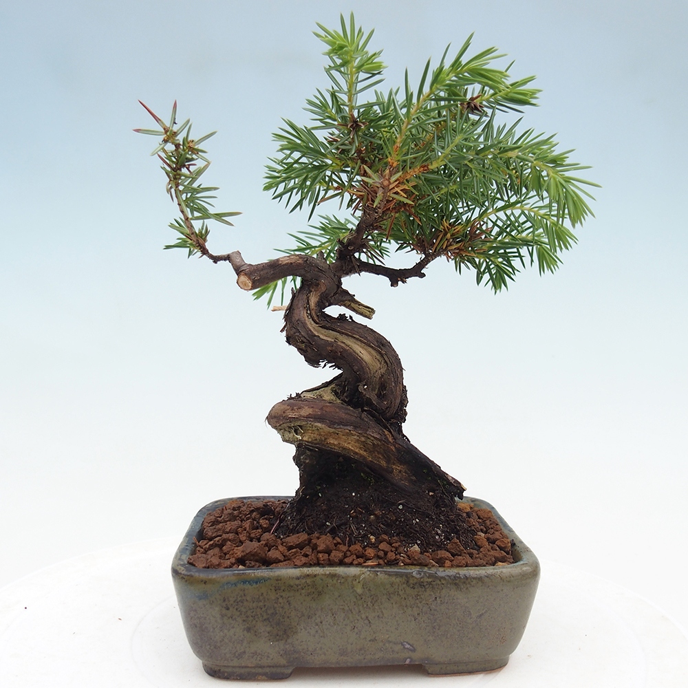 Outdoor-Bonsai - Juniper rigida - Igel-Wacholder