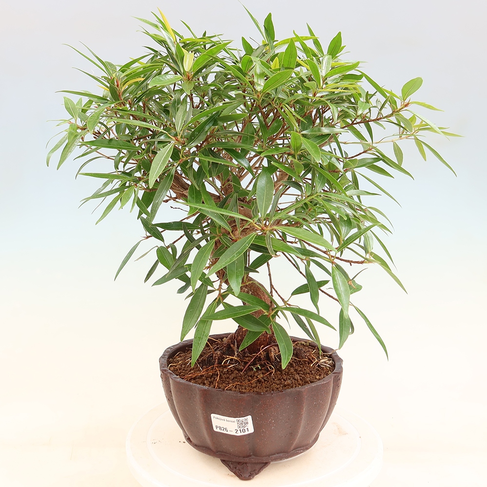 Zimmerbonsai - Ficus nerifolia - Kleinblättriger Ficus