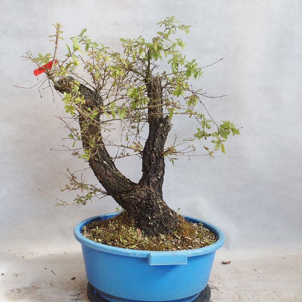 Freilandbonsai Quercus Cerris - Eiche Cer