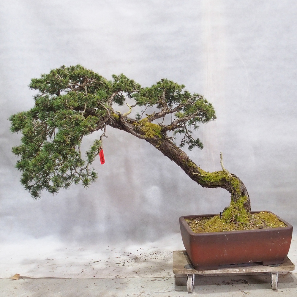 Yamadori - Pinus sylvestris 