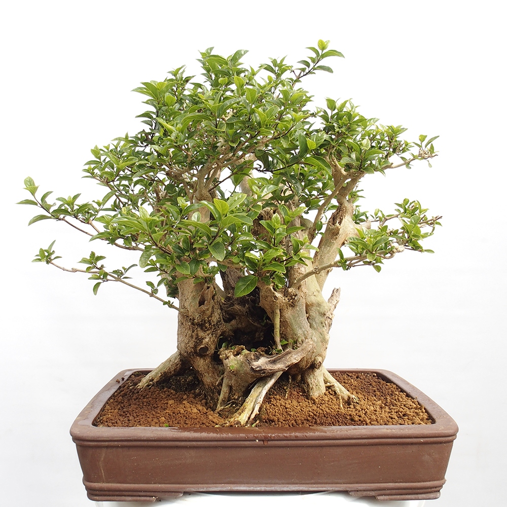 Zimmerbonsai - Premna serratifolia - Kozlovon kleinblättrig