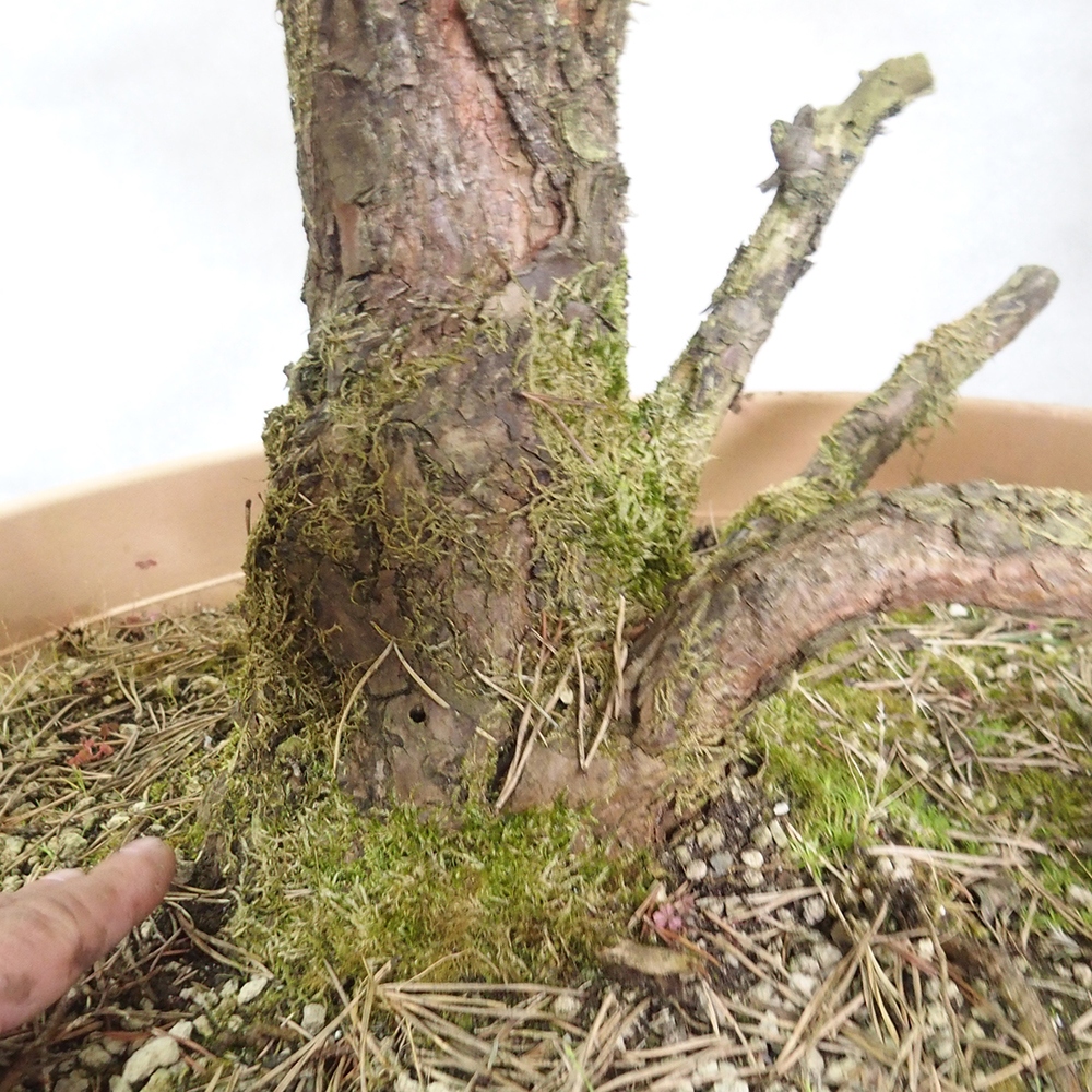 Yamadori - Pinus sylvestris 