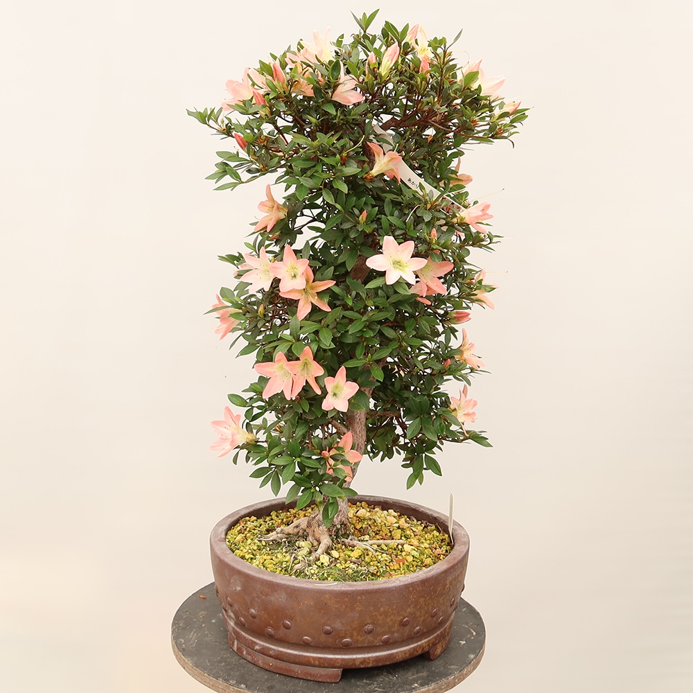Bonsai für draußen - Japanische Azalee - Azalee CHIHIRO