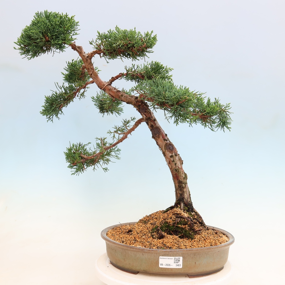 Bonsai für draußen - Juniperus chinensis Kishu