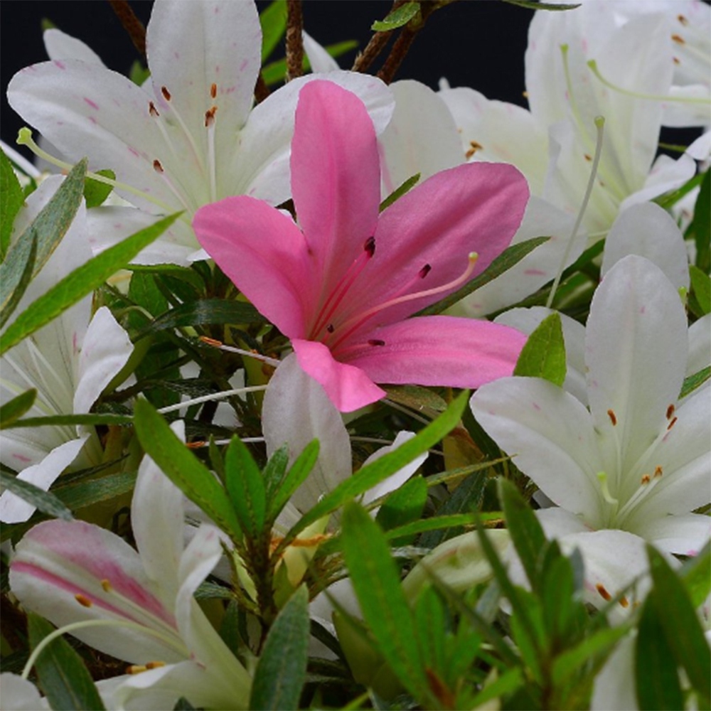 Bonsai für draußen - Japanische Azalee - Azalea Hakurin