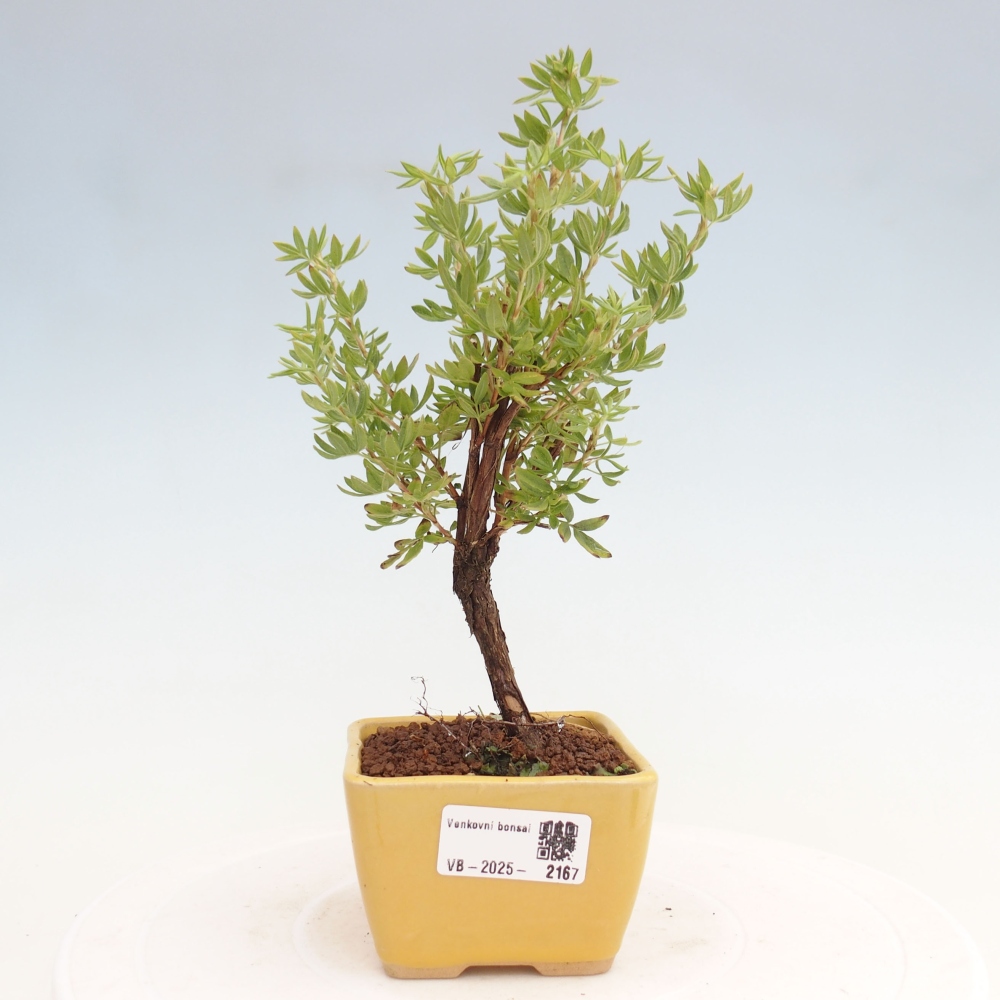 Outdoor-Bonsai-Fingerkraut - Potentila fruticosa gelber Vogel