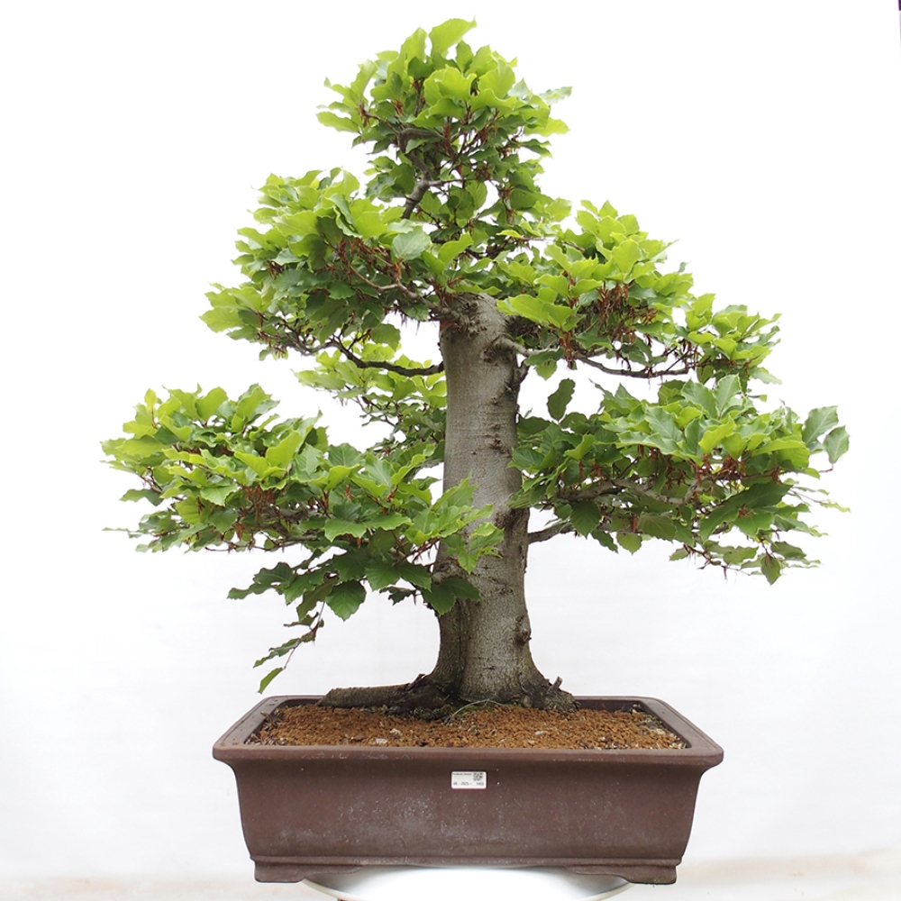 Bonsai im Freien - Fagus sylvatica - Buche