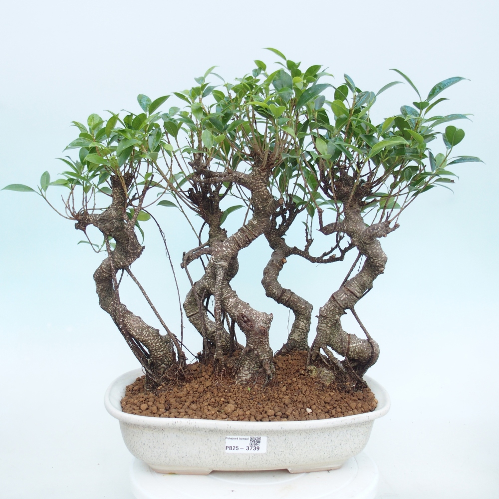 Zimmerbonsai - Ficus kimmen - Kleinblättriger Ficus