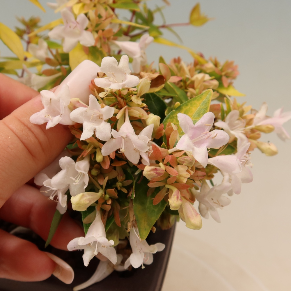 Bonsai für den Außenbereich – Abelia gr. Kleidoscope – Großblumige Abelie