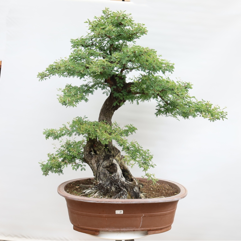 Zimmer Bonsai - Akazien Arabica